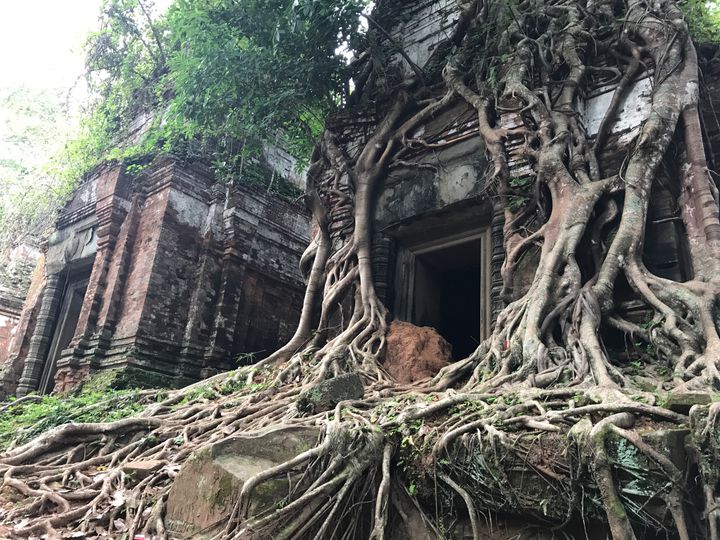 カンボジアのベンメリア遺跡はラピュタの世界！旅-遊 TABI-You