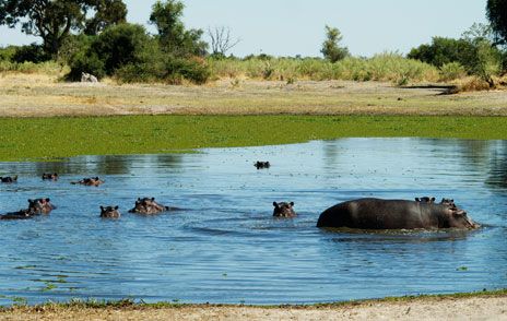 世界最大のデルタ地帯オカバンゴデルタに行こうMy Last Adventure