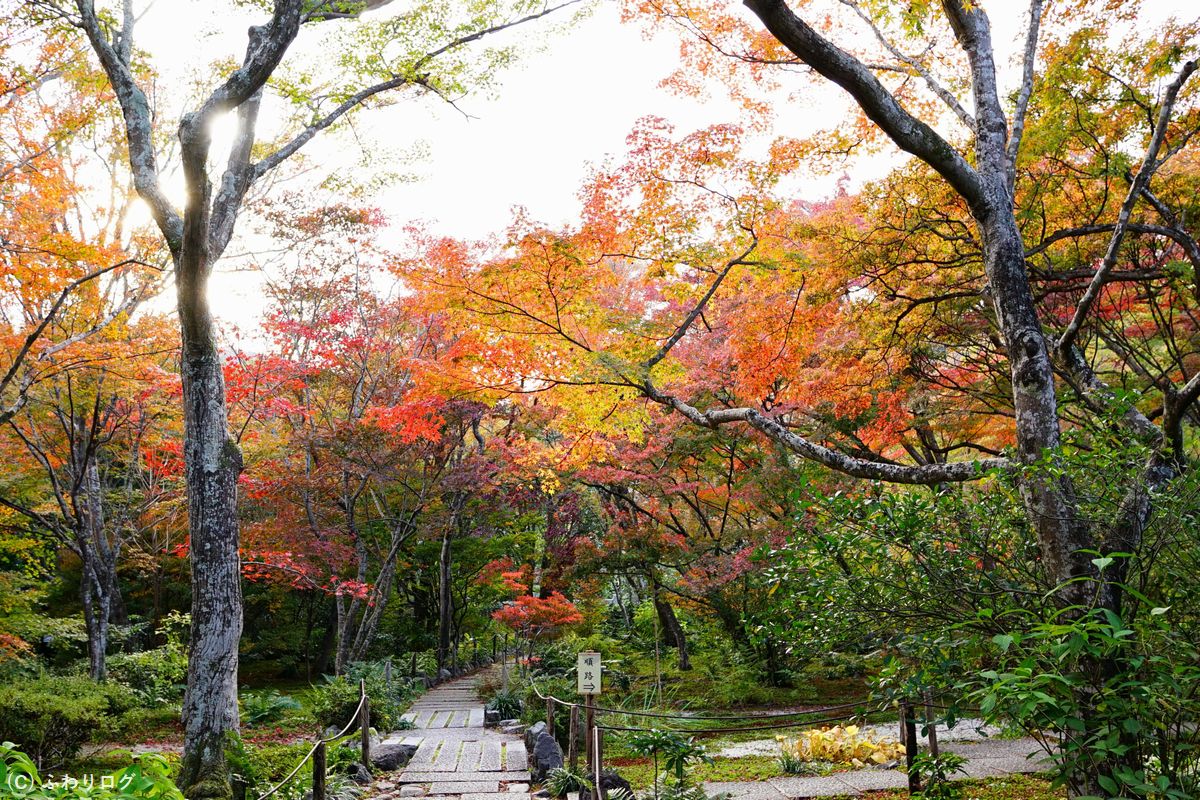 宝筐院 紅葉のモザイクがお出迎え。 - 京都観光旅行ガイド