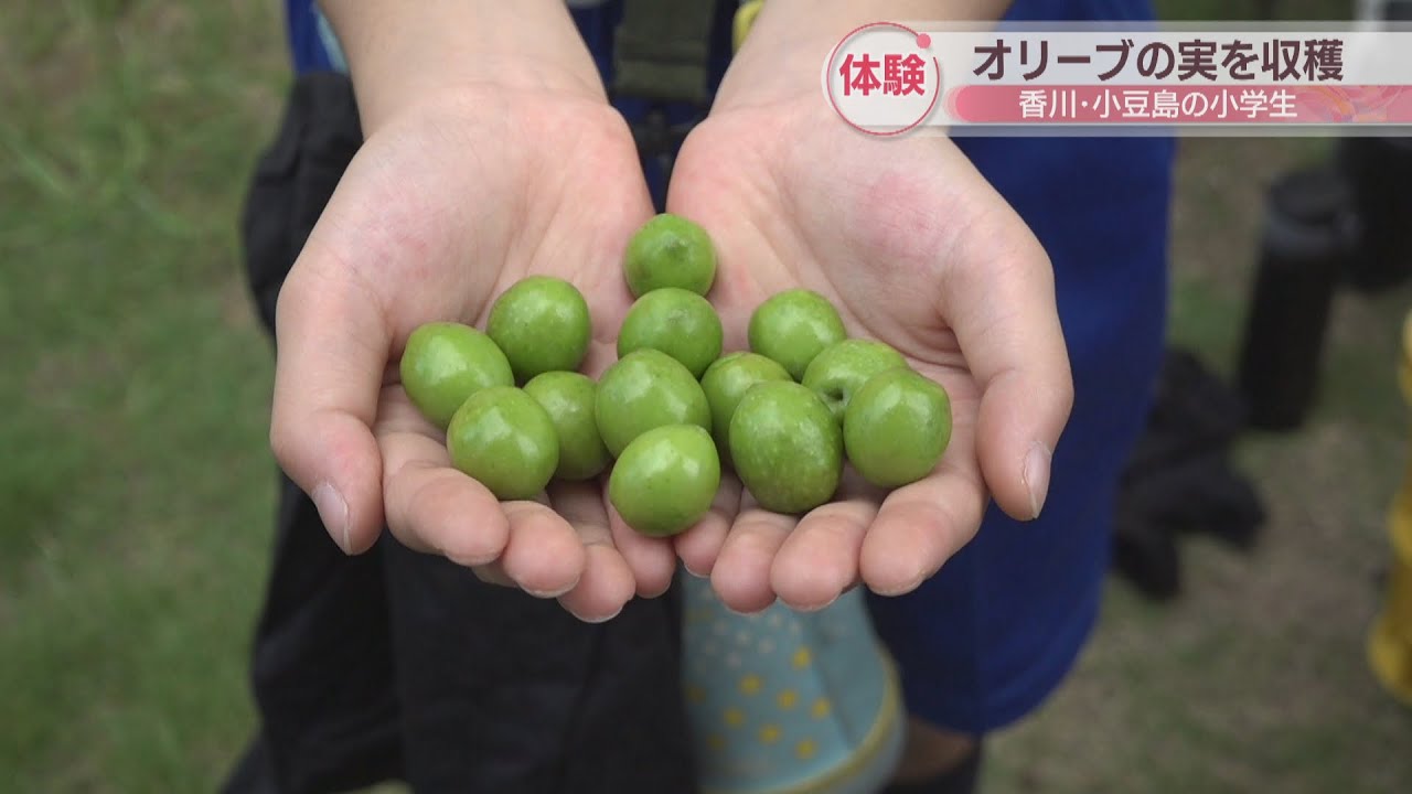 クラフト体験道の駅 小豆島オリーブ公園 公式サイト