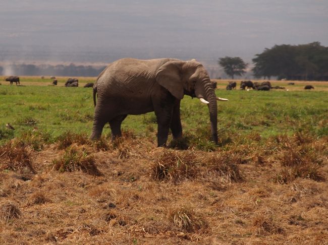 2日間アンボセリ国立公園サファリ - 毎日出発の保証 2025