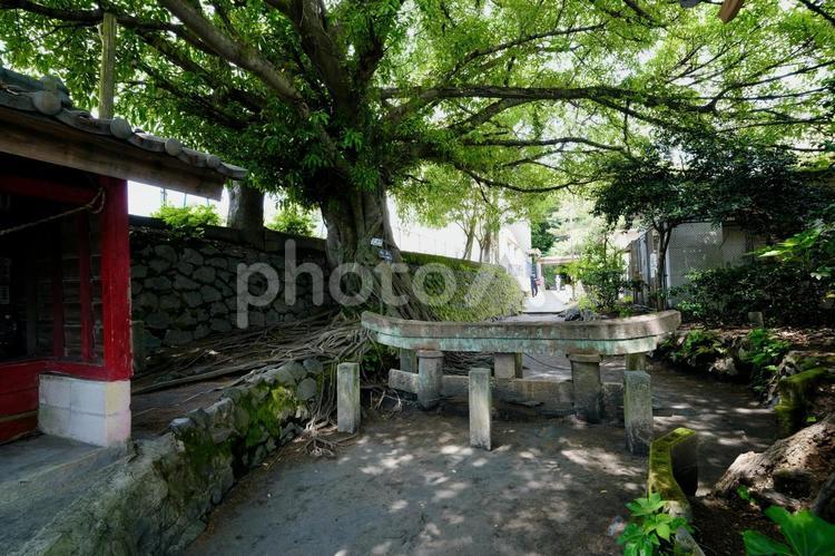 桜島 黒神埋没鳥居Corvet Photo Agency