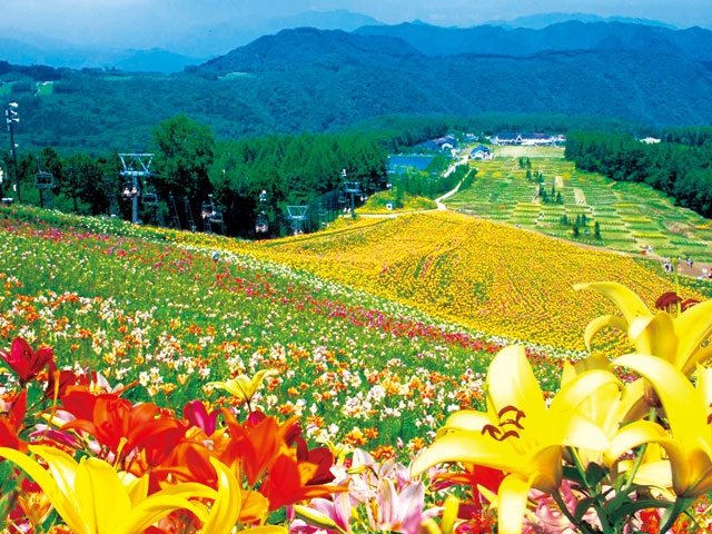 避暑地へＧＯ！一生に一度は見たい！ハンターマウンテンゆりパーク！天然温泉入浴とブランド豚 とちぎゆめポーク のしゃぶしゃぶ食べ放題♪日帰りバスツアー！関東発・東京発 日帰りバスツアーのバス旅オリオンツア