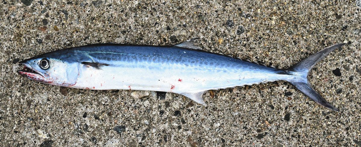 水橋フィッシャリーナ特集公式 富山県の観光 旅行サイト「とやま観光ナビ」