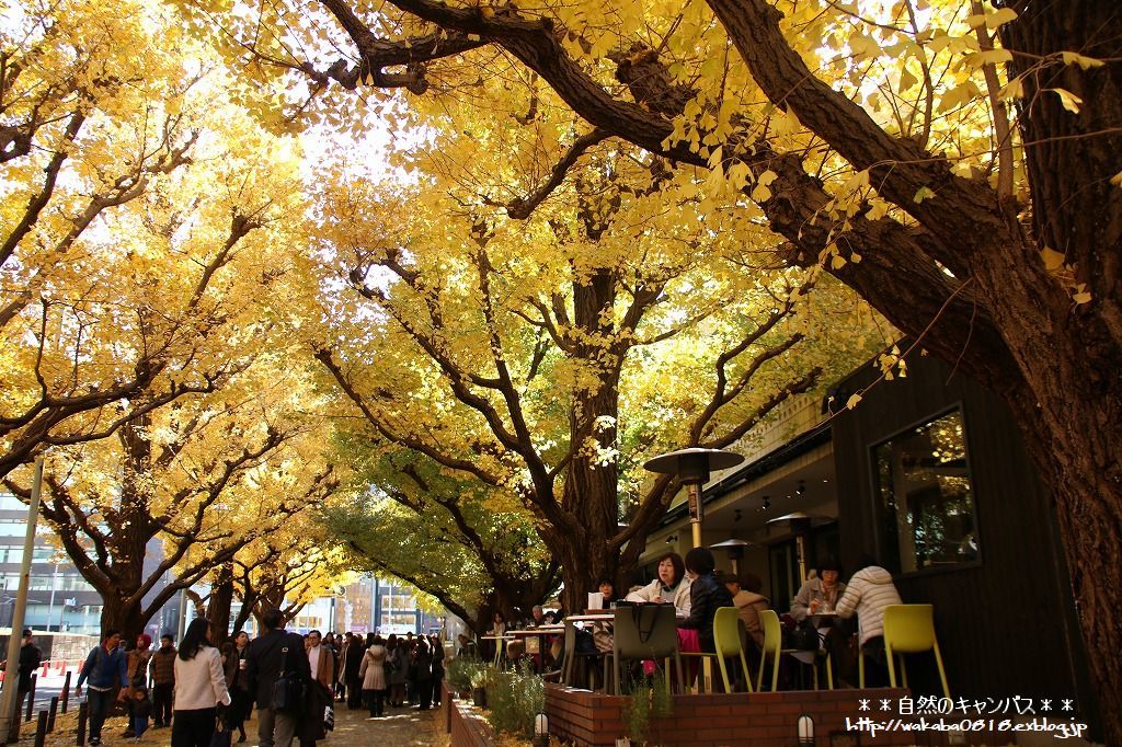 2022年！都内で気軽に紅葉散歩＜青山編＞ ライトアップと歩行者天国復活の神宮外苑いちょう並木と根津美術館とののあおやま建築とアートを巡る®