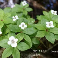 ショウキラン「上高地 山と花たち」のアルバム-みんなの趣味の園芸1420915