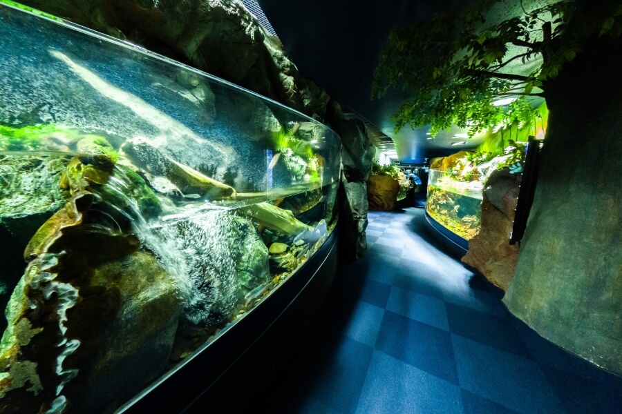 期間限定 サケのふるさと千歳水族館サーモンゾーン大水槽ライブカメラ 北海道千歳市花園ライブカメラDB