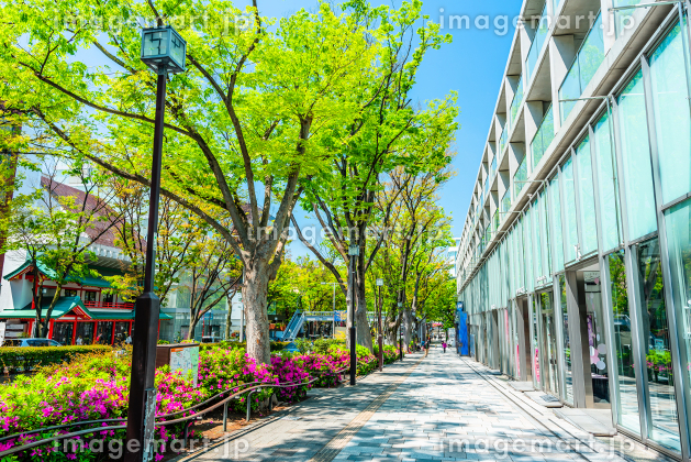 表参道 誕生の歴史東京の街並み観察 ２５東京今昔物語写真の世界