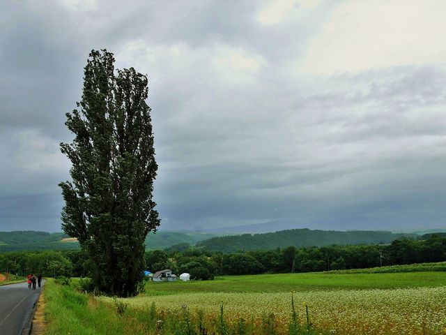 ケンとメリーの木周辺の観光スポットランキング - じゃらんnet