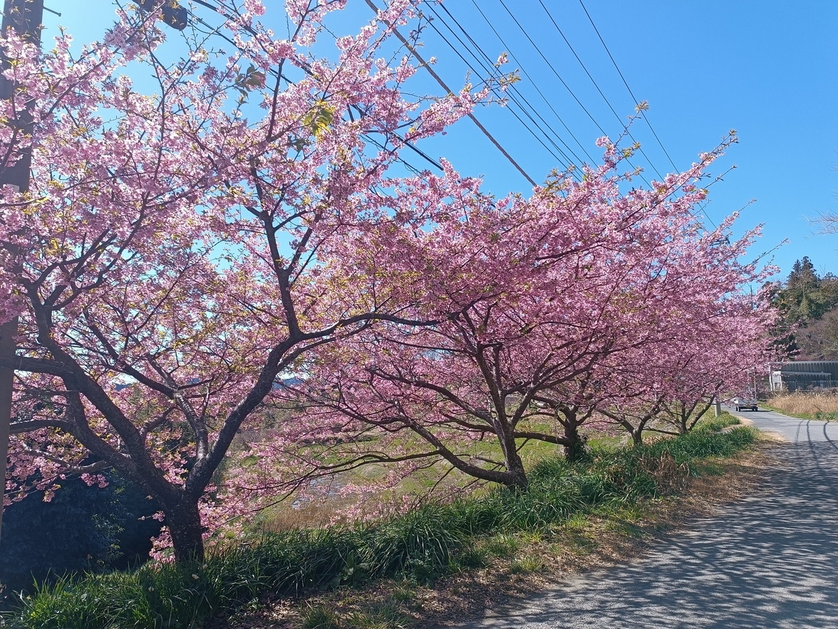 佐久間ダム湖親水公園の桜』鋸南 千葉県 の旅行記・ブログ by トラぽんさん