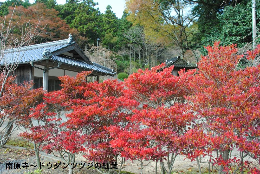 南原寺観光スポット 公式 山口県観光 旅行サイト
