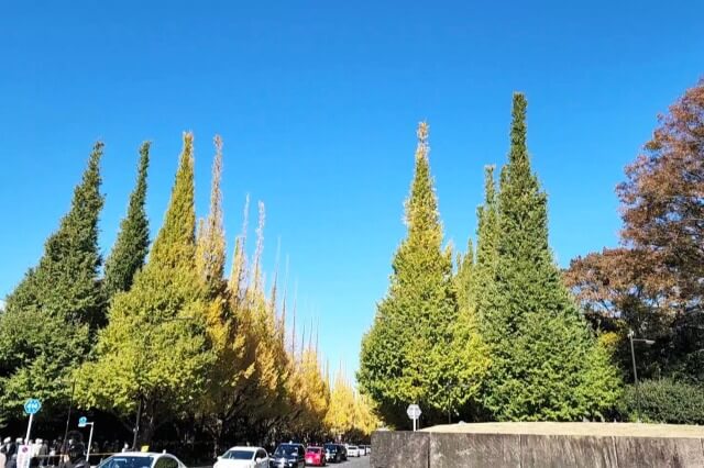 明治神宮外苑 いちょう並木の見頃はいつまで？混雑を避けて撮影する裏技は？ゆる旅