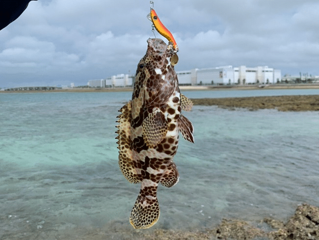アーラミーバイ：沖縄釣り情報