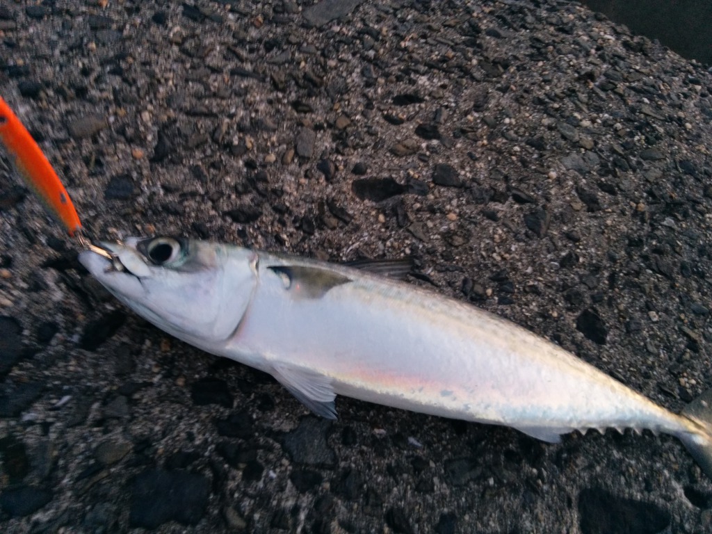 えひめ釣りガールVol.16 OL釣り師アンナマンがしまなみを釣る！歩く！イマナニ