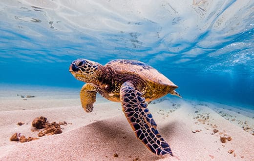 ハワイ観光スポットランキングTOP30！穴場から人気スポットまでNEWT ニュート