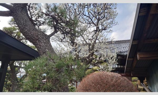 お花茶屋 森谷邸へ 1古い建物訪ねてお散歩フォトへ