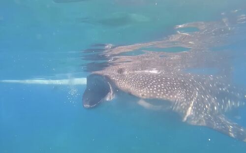 2025 ジンベエザメ＆ モアルボアルイワシの大群＆ウミガメ シュノーケリングツアー、提供元：Fun