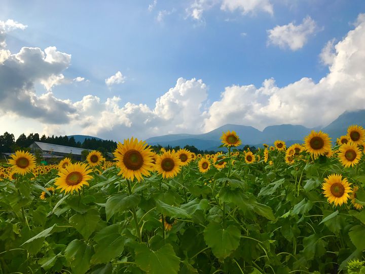 大分県 穴場な絶景観光地を半日・日帰りドライブ。エモい自然おすすめ旅行スポット 人気定番から隠れ名所・2025年まとめ 日本国内の観光・旅行ブログ