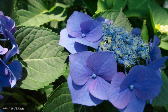 フォトジェニックなカメラ女子旅 夏のカラフルな風景を探して鎌倉・江の島1日さんぽるるぶ&more
