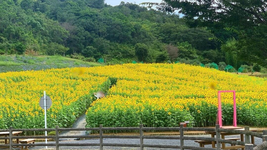 志摩市観光農園ネモフィラ・ひまわり・コキア・コスモススポット・体験伊勢志摩観光ナビ - 伊勢志摩観光コンベンション機構公式サイト
