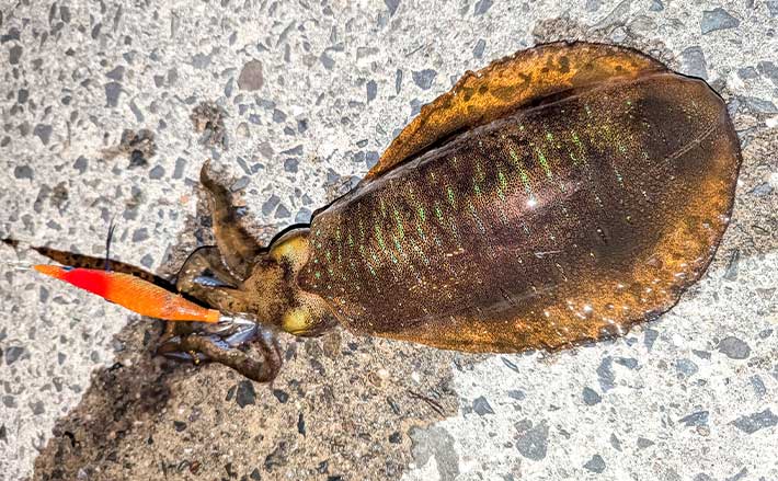 最新釣果 - 天草店釣具のキャスティング