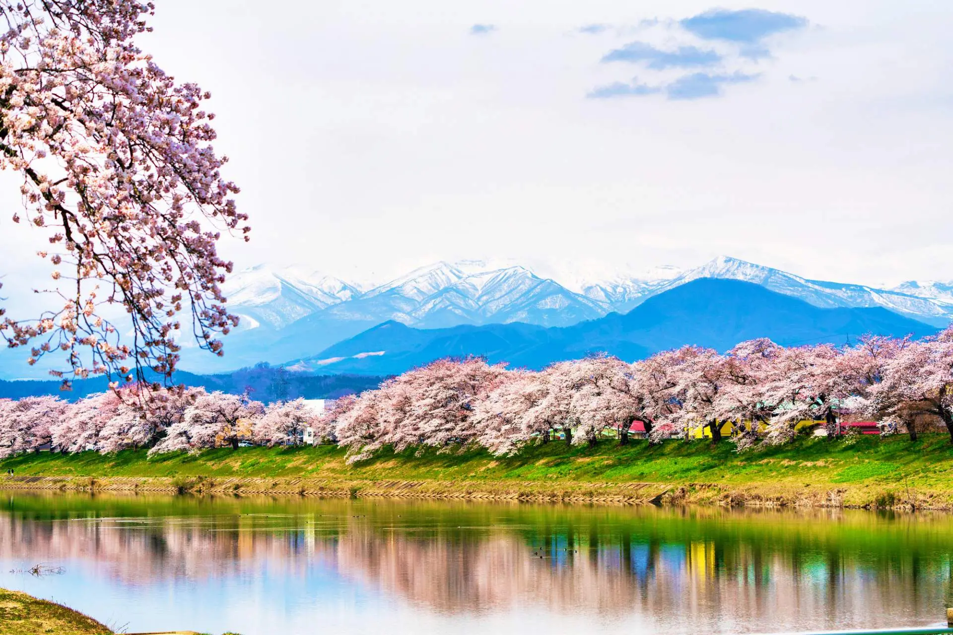 東北三大桜ツアー? 弘前城さくらまつり』弘前 青森県