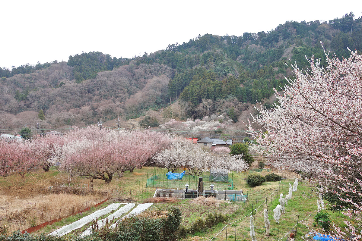 梅の名所をハイキングしよう！ まだ間に合う関東厳選7スポットYAMA HACK