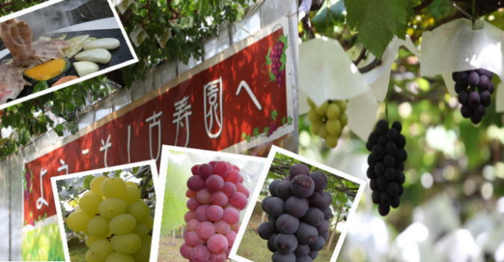 山梨県勝沼ぶどう郷 ぶどう狩りの写真素材44010973- PIXTA