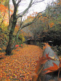 12月まだ間に合う 内子町＆大洲市の見頃紅葉スポット7選：秋のラストチャンスを逃さないで - ゆりママんブログ