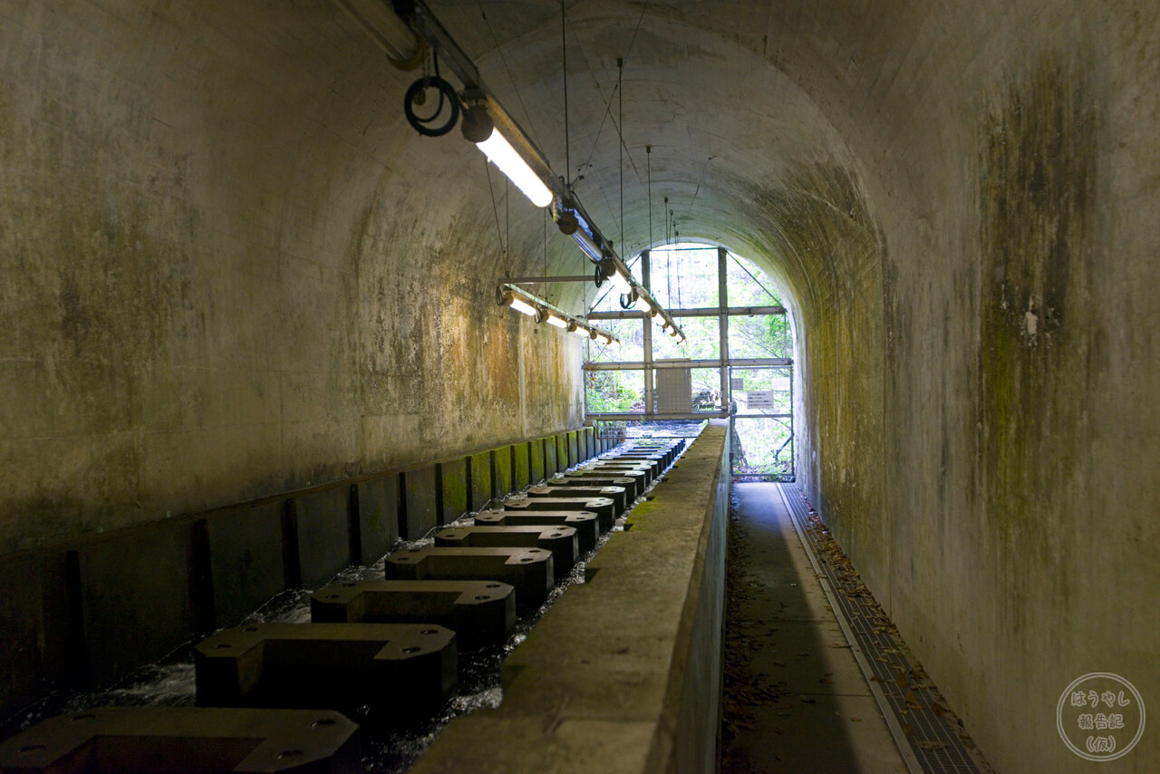 🐡白丸ダム魚道🐟』奥多摩 東京 の旅行記・ブログ