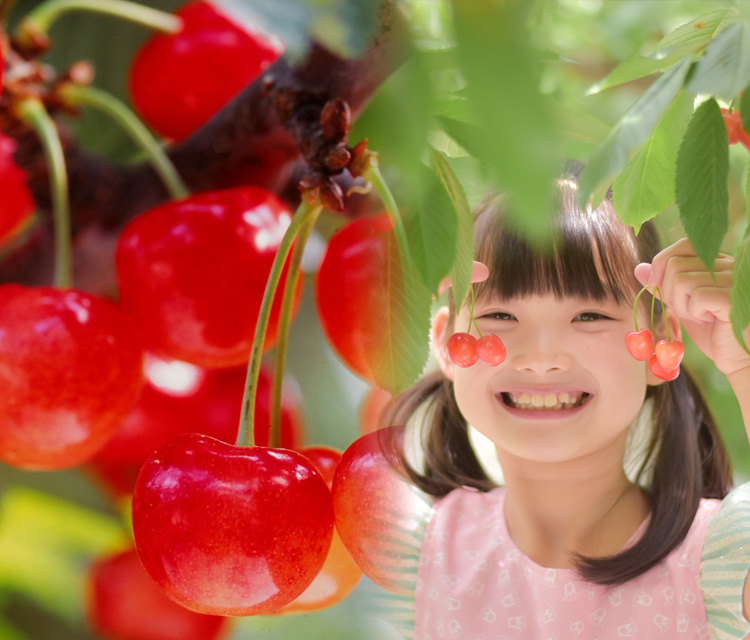 上今諏訪のさくらんぼ狩りランキングTOP6 - じゃらんnet