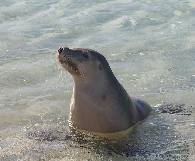 パースへ行こう！ 西オーストラリアの旅西オーストラリア・パースに行こう