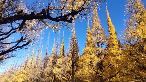 2025年最新 外苑前の銀杏並木 いちょう並木 の紅葉情報を紹介！aumo