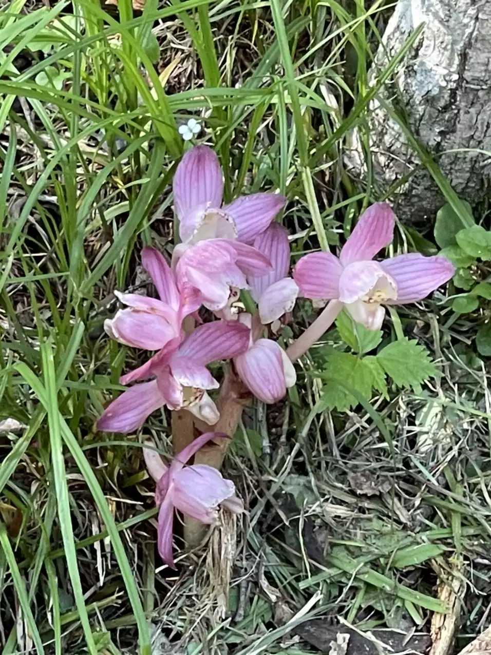 上高地へショウキランに逢いに？ - 気ままに菓子作り
