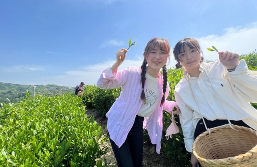 自然仕立て茶園でお茶摘み体験&碾茶工場見学☆茶娘気分で記念撮影 試飲・試食有り高香園 - じゃらん遊び体験