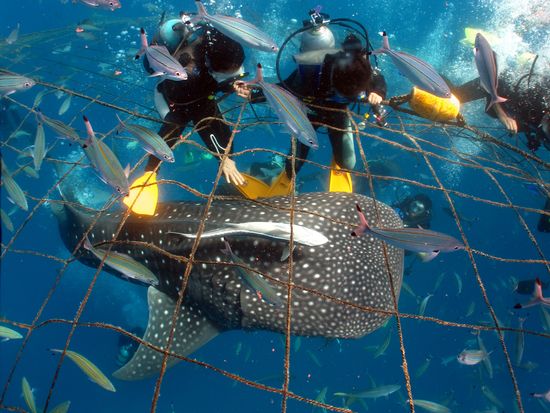水族館よりも近い！ジンベエザメと触れ合えるマリンアクティビティ沖縄ラボ