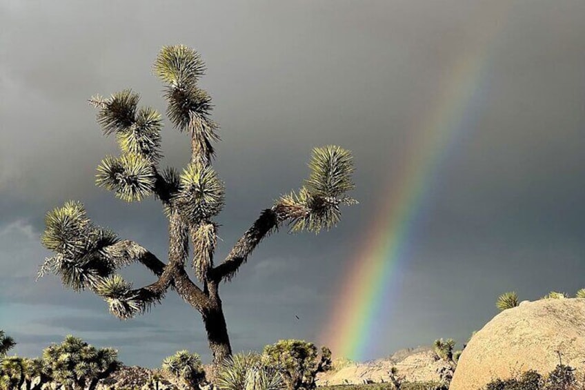 ジョシュア・ツリー国立公園、行き方と訪れる前に知っておきたいことTEPS Notebook