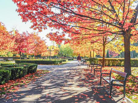 ヨーロッパのベンチと秋の落ち葉 写真素材632949- フォトライブラリ