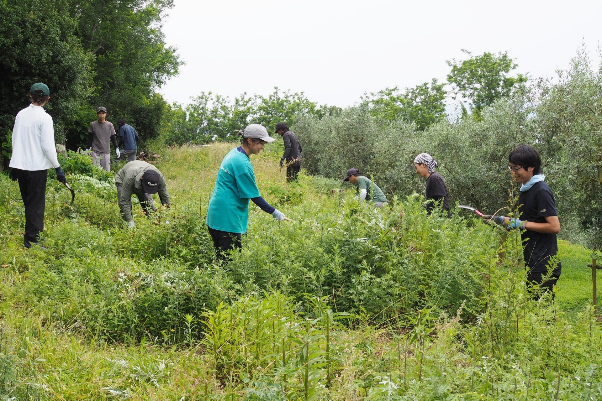 小豆島岬工房 – 小豆島のオリーブ専業農家
