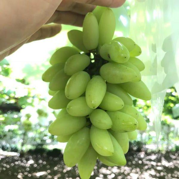 山梨でぶどう狩り♪関東から行けるおすすめぶどう狩りスポット・時期ずぼらワーママのゆるく楽しい子育て・育児ブログがんばらない私時間