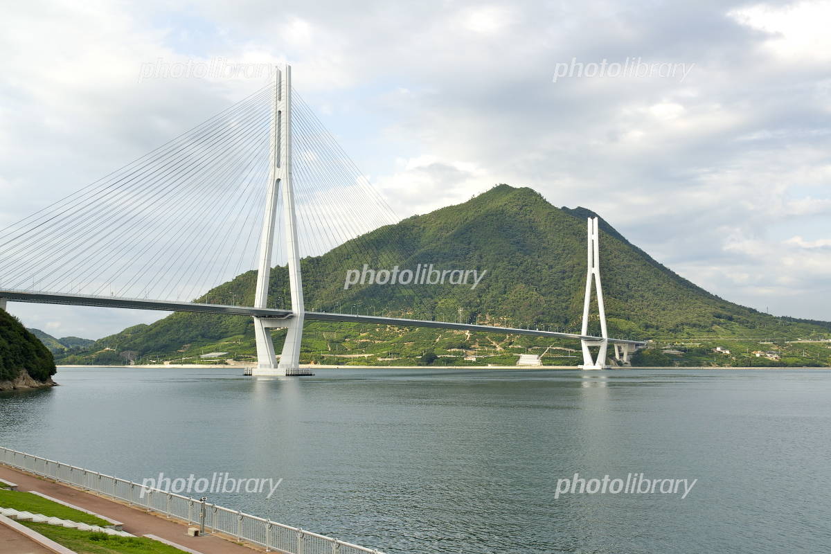 生口島にあるレモン谷を見ながらのサイクリング。多々羅大橋まではあと少し。 - Picture of