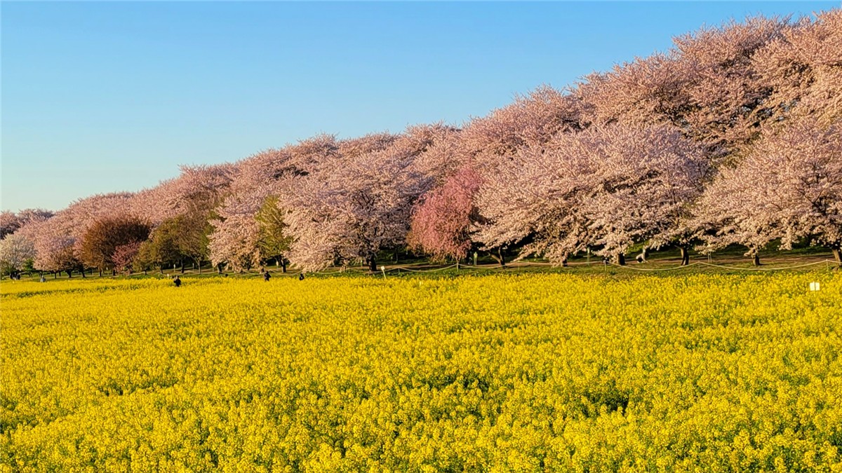 埼玉県の写真撮影スポット日本全国写真撮影スポットGANREF