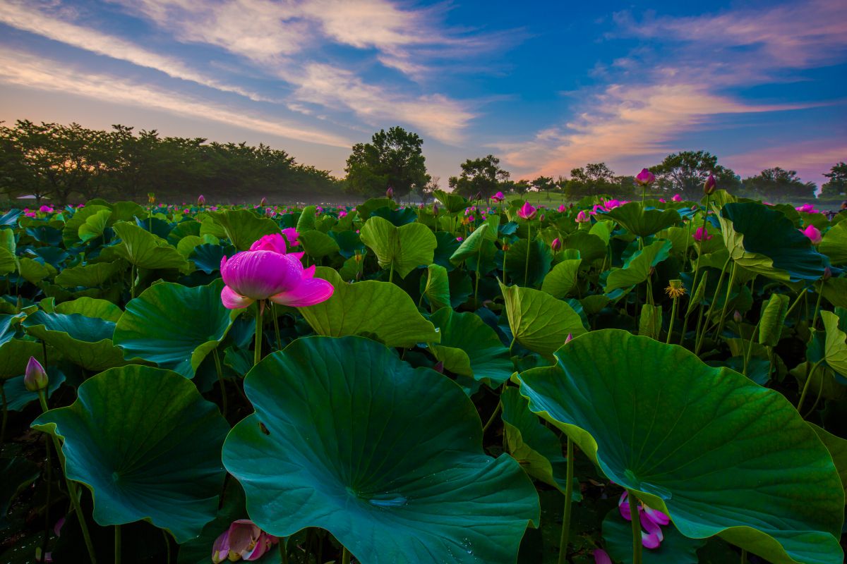 おすすめ撮影スポット 埼玉県 別所沼公園トピックスご当地写真・イラスト素材サイト PICTY