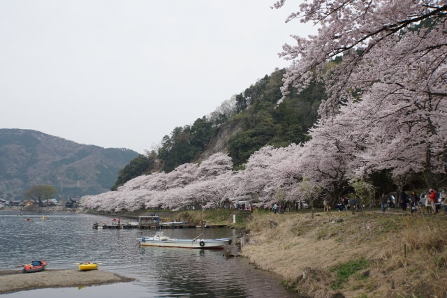 湖国有数の桜名所を船で訪ねる！海津大崎桜クルーズのご紹介♫ 滋賀大津びわ湖観光ブログ