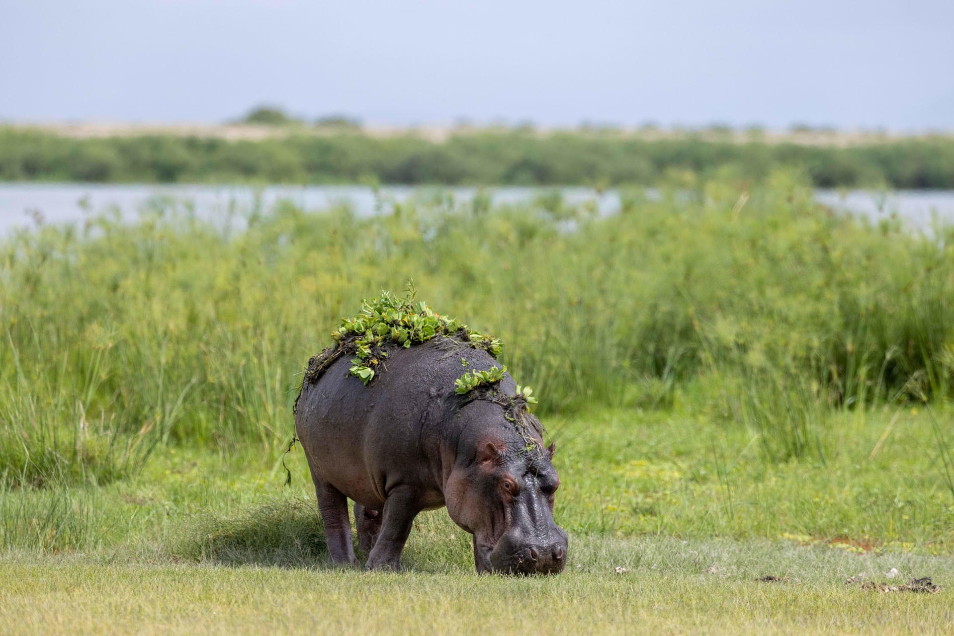 アンボセリ国立公園で見られる野生動物