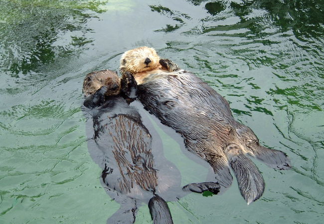 カナダ・バンクーバーで何食べる？名物・B級グルメ・おすすめレストランをお届け！TABIPPO.NET