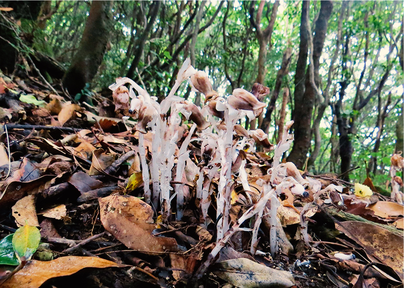 山梨 実は気になる！青木ヶ原樹海ってこんなとこNAVITIME Travel
