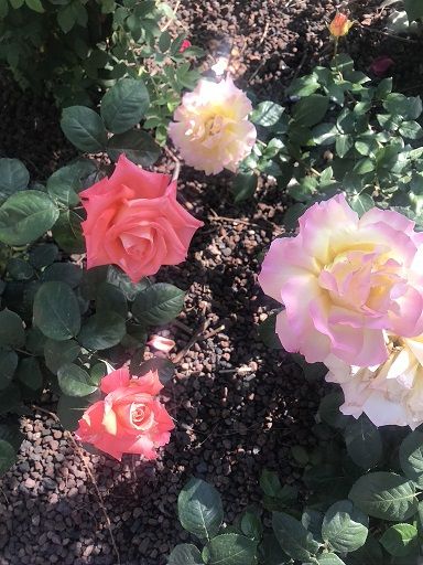 満天の星輝く、神秘の砂漠に大感動！！サハラ砂漠でキャンプ☆青い街シャウエン・迷宮都市フェズ・赤い街マラケシュも周遊！☆さらに魅惑の都市イスタンブールも海外旅行・海外ツアーの専門店ファイブスタークラブ Five Star Club