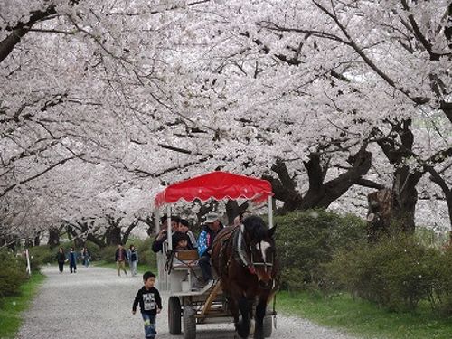 2025「みちのく三大桜名所」とは？ GWにお花見できる絶景名所に注目！いこーよとりっぷ