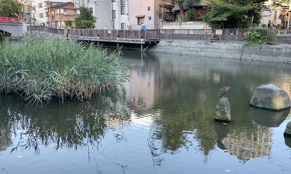 佃大橋の下・月島サイド 自転車がキーキー奇声をあげて襲ってくる!ダンジョン探検隊中央区民マガジン